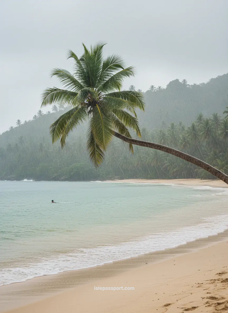 Rainy tropical beach with leaning palm tree during monsoon Philippines