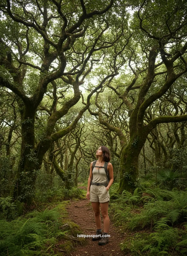 Woman hiking alone through the Laurel forest in La Gomera.