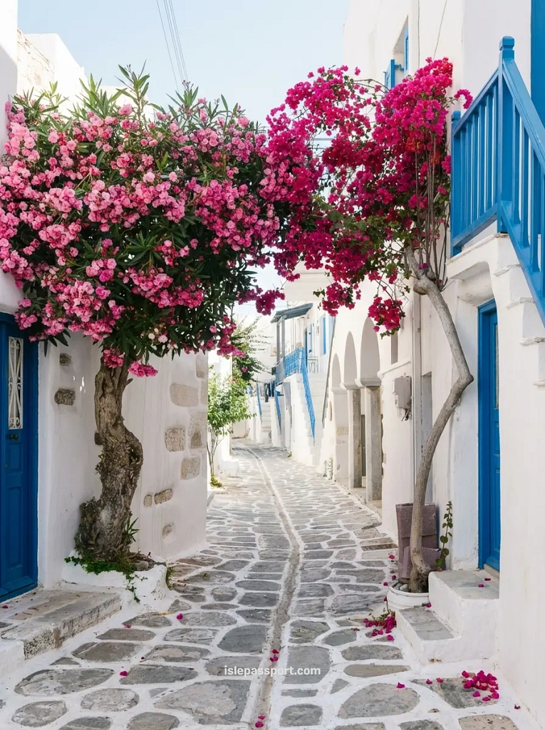 Narrow white alley with flowers in a traditional Cyclades village