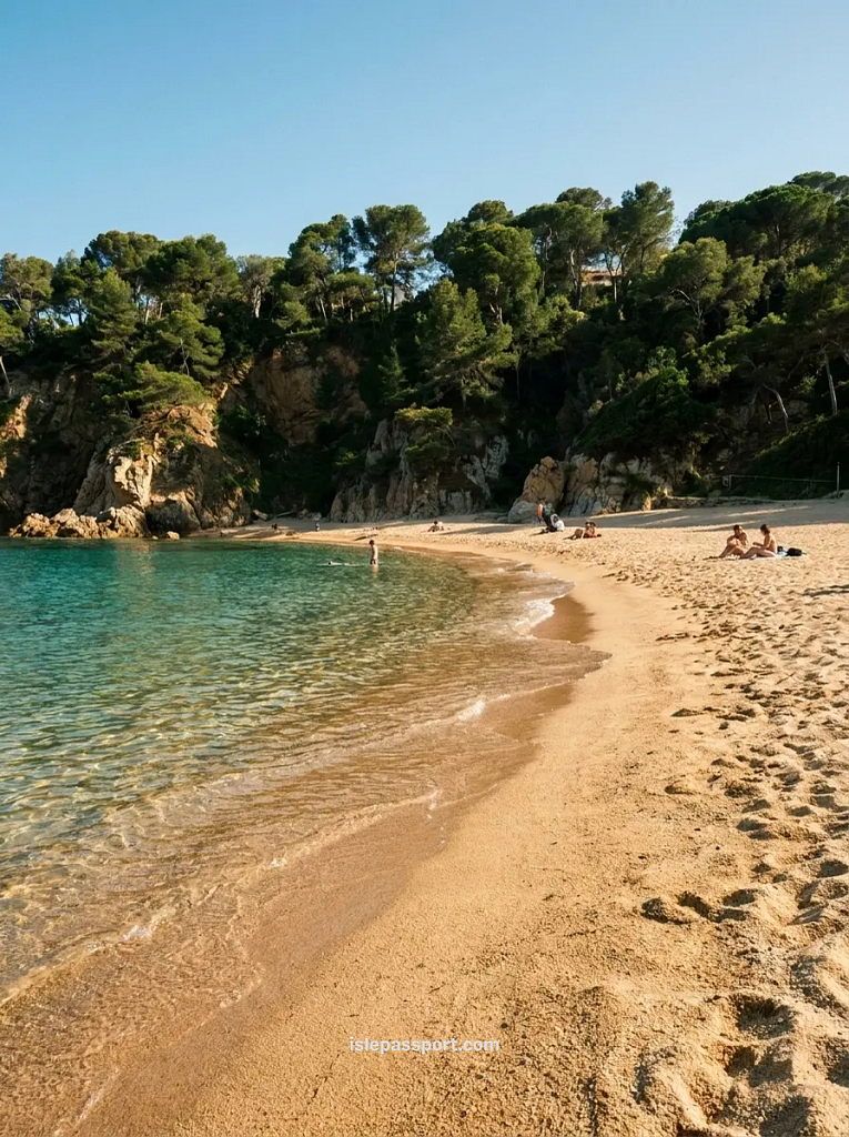 The quiet, golden sand beach of Cala Pola near Tossa de Mar, surrounded by deep green pine trees and rocky cliffs.